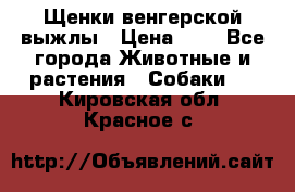 Щенки венгерской выжлы › Цена ­ 1 - Все города Животные и растения » Собаки   . Кировская обл.,Красное с.